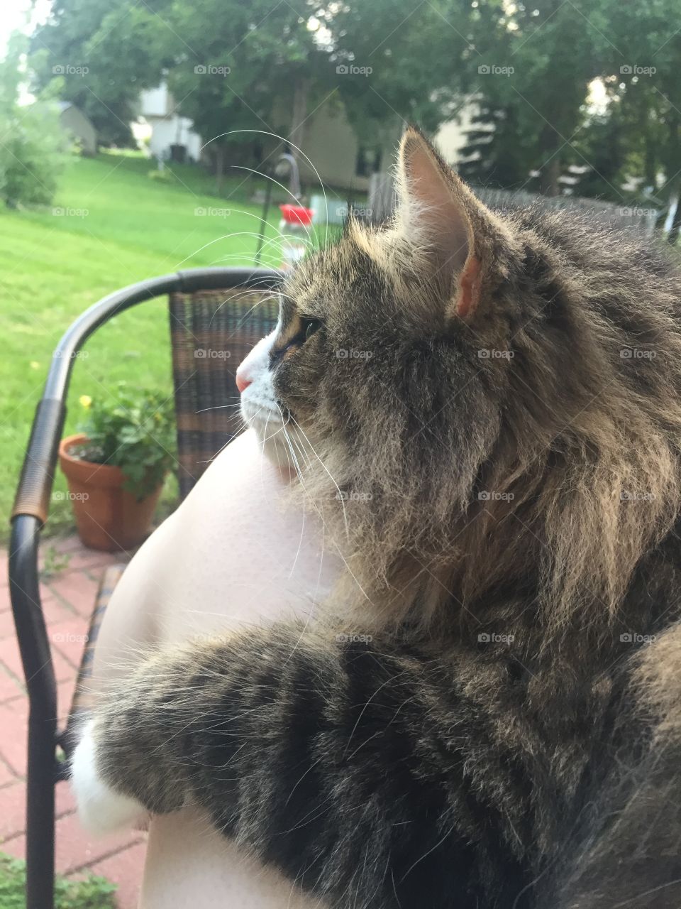 Cat lounging on lap in the backyard