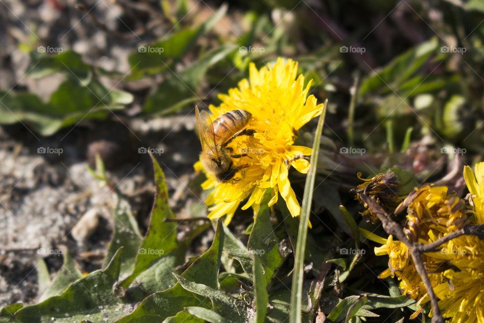 Bee feeding from a dandilion