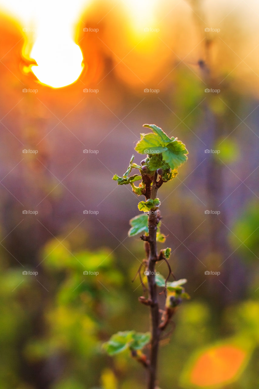 Blackberry bush at sunset