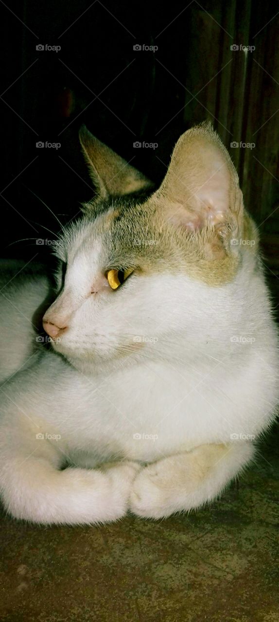 closeup pet face photo