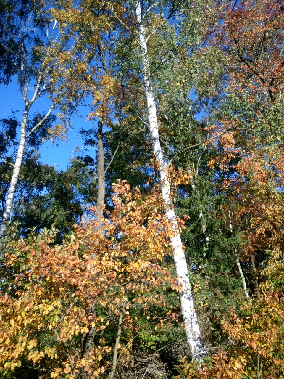 polish nature, autumn