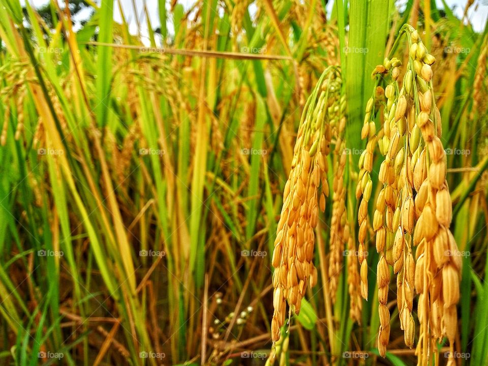 yellowning rice plant