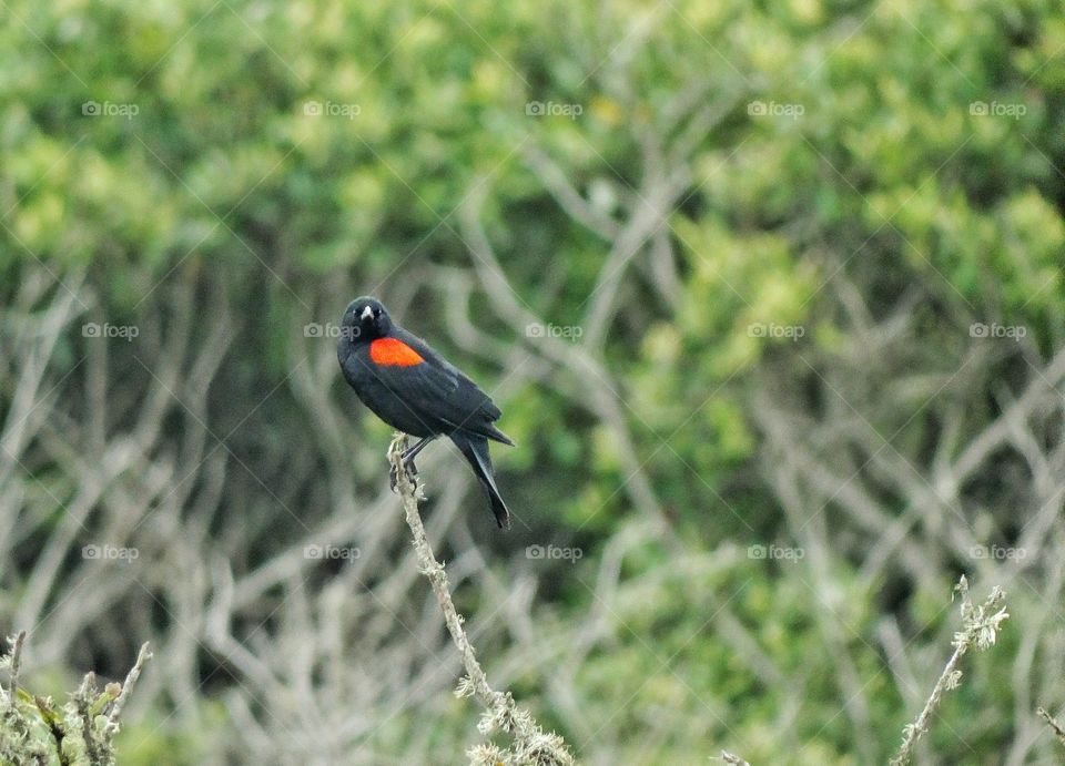 Red Wing Blackbird. American Red Wing Blackbird In Springtime Mating Plumage
