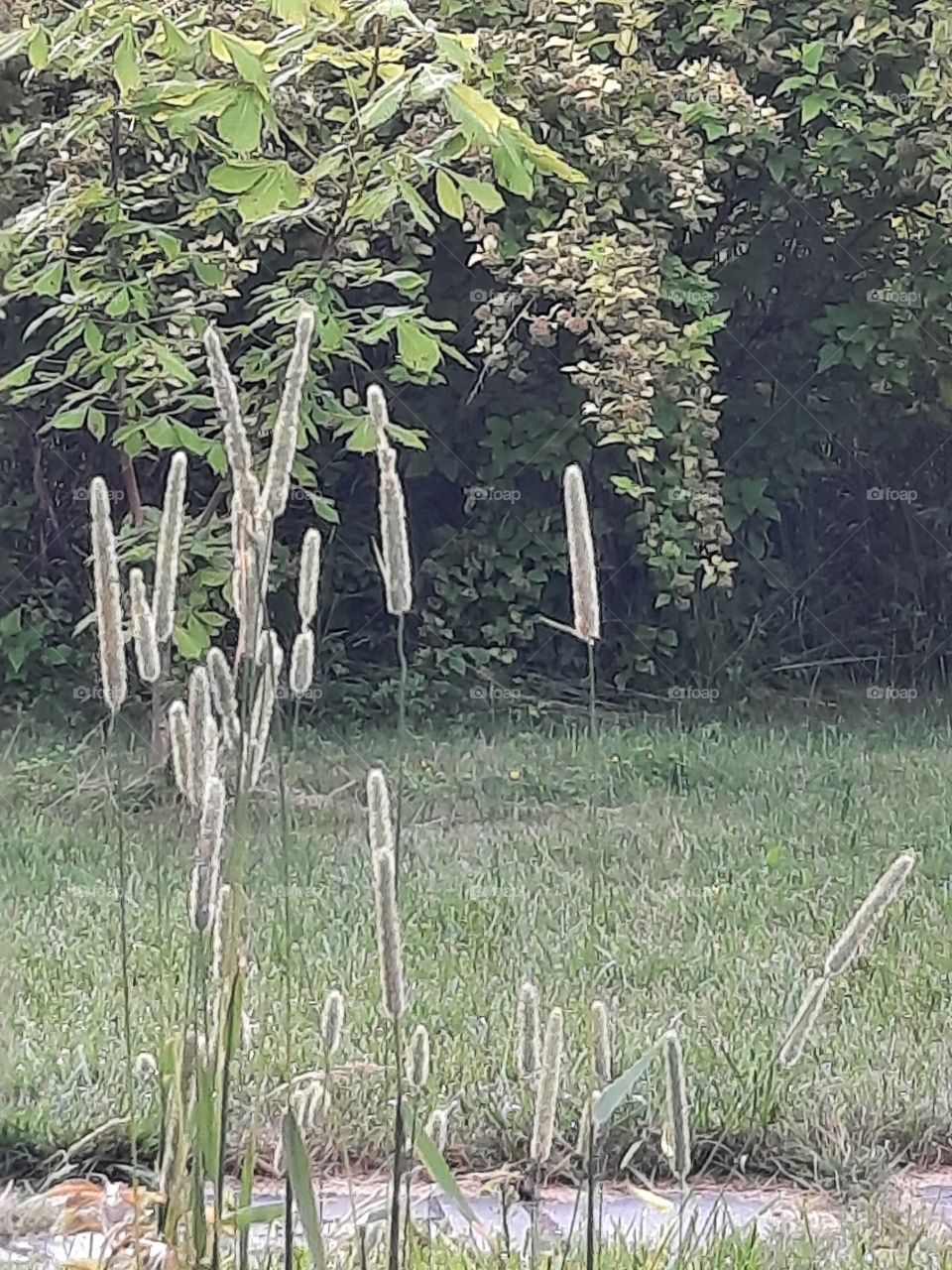 blooming  grass  in summer garden