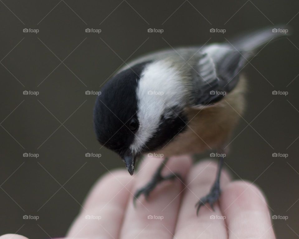 A very curious backyard bird