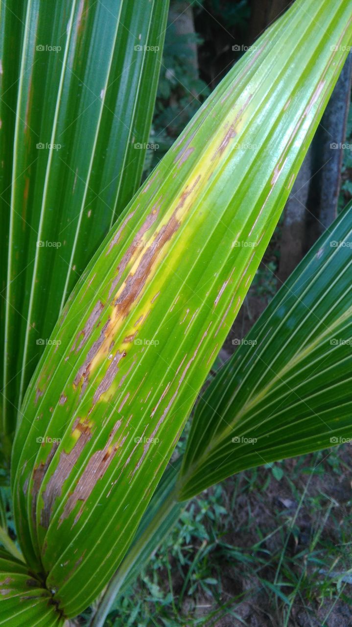 coconut leaf