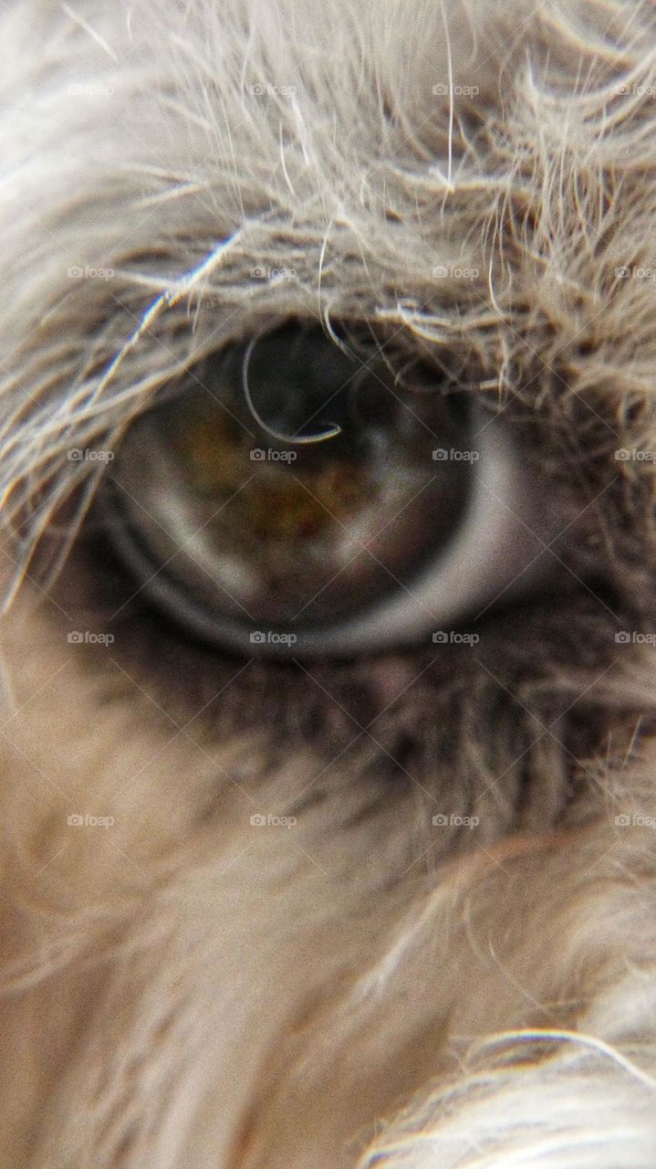 Dogs eye