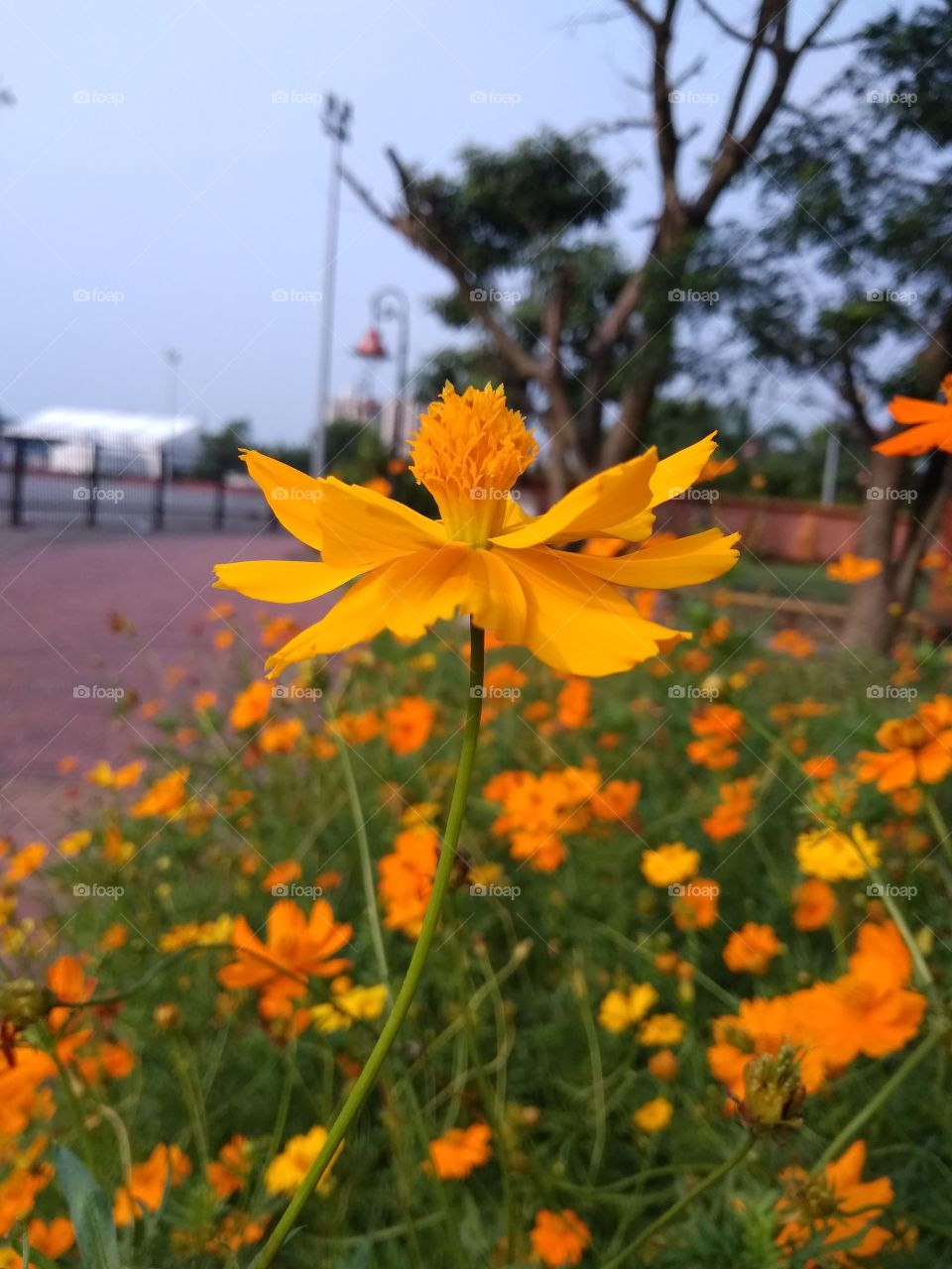 sulfur cosmos flower in garden