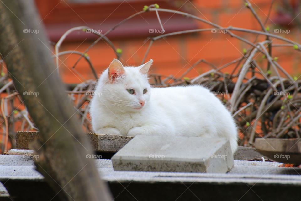 A beautiful white cat is resting lying in the sun.