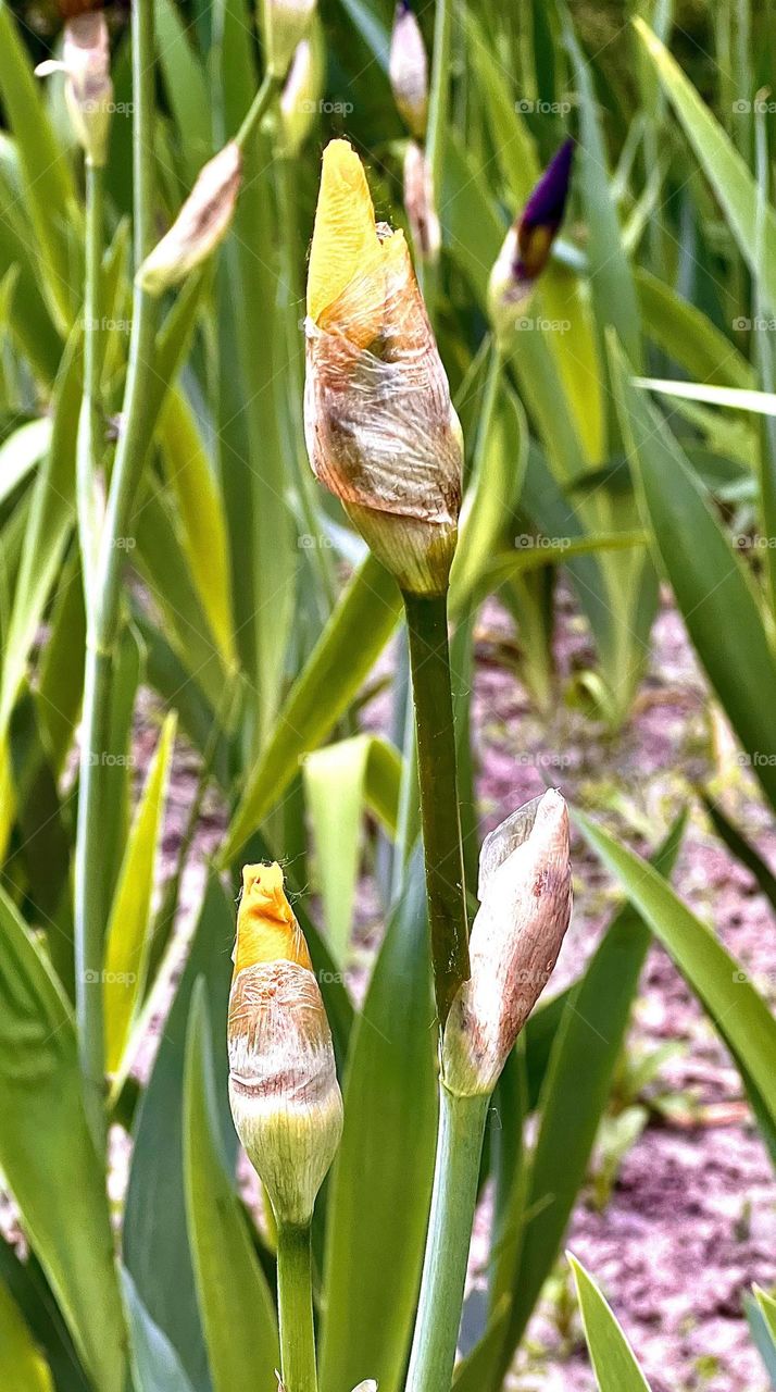 Ирис в переводе с греческого – радуга. У христиан этот цветок символизирует чистоту и защиту.