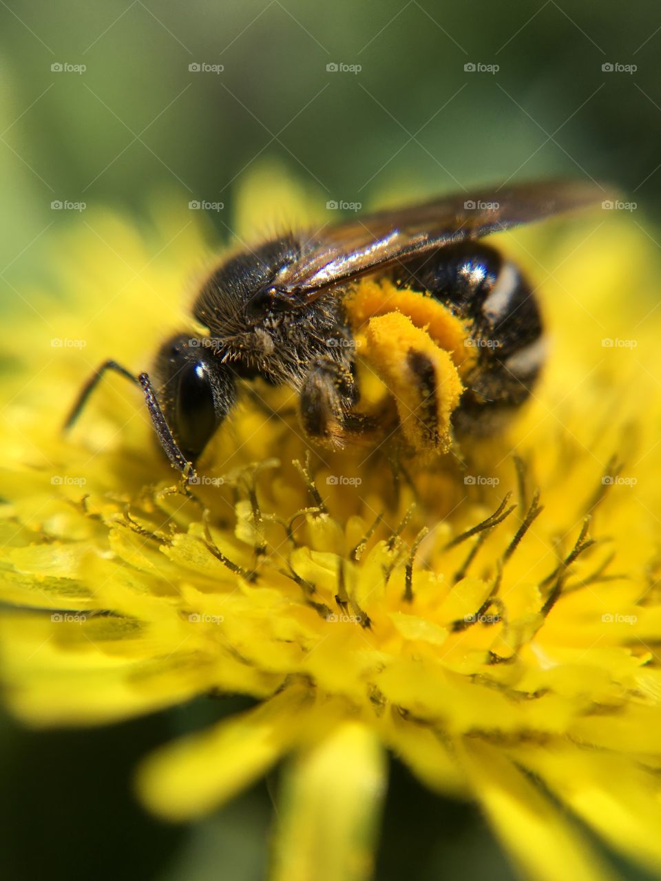 Pollination 