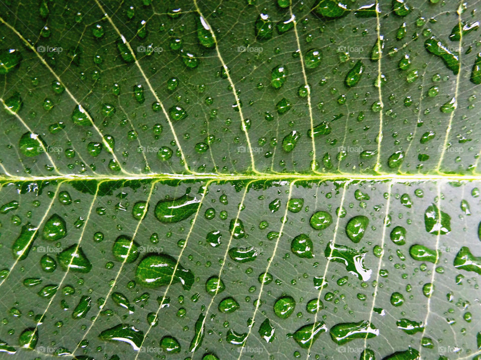 green water fresh leaf by sonchai