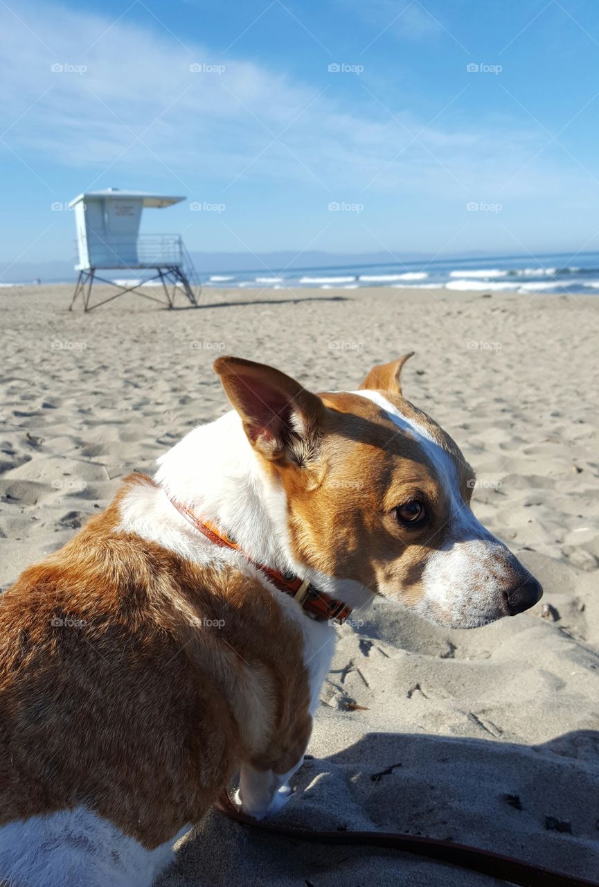 sitting on the beach with my dog near Monterey Bay