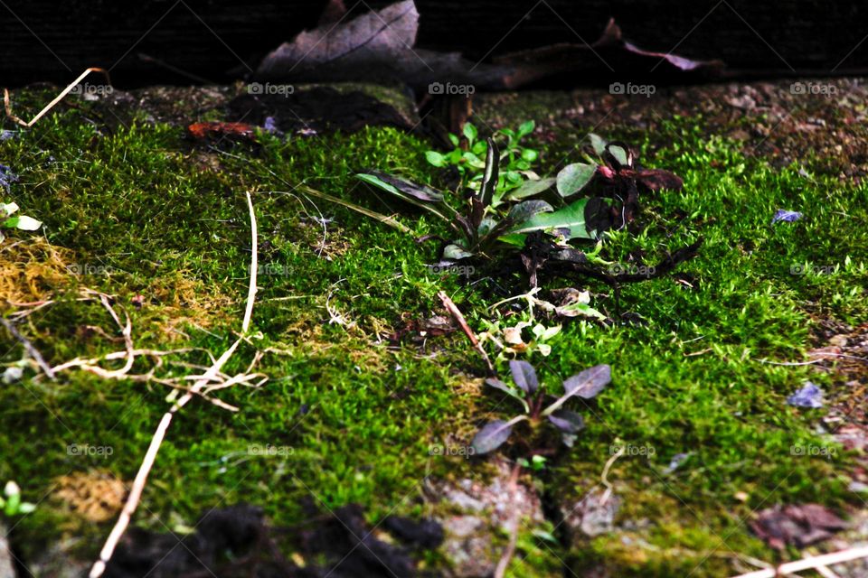 Moss growing on the sidewalk 