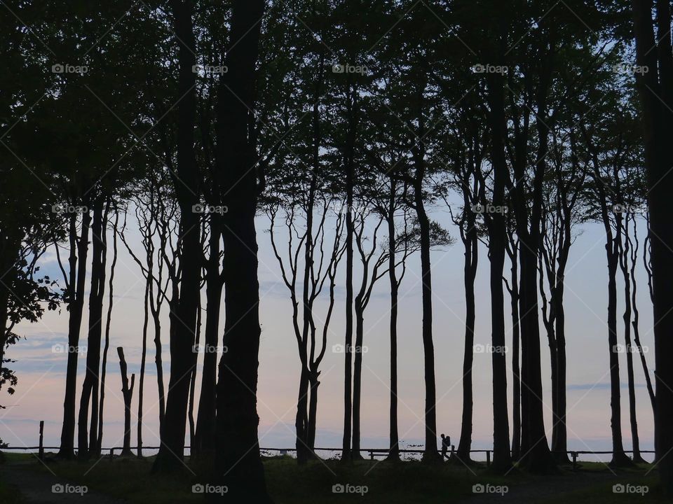 Forest silhouettes