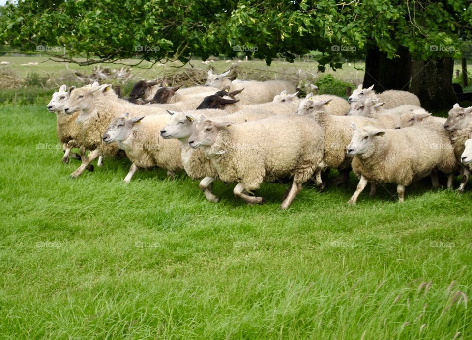 Running sheep