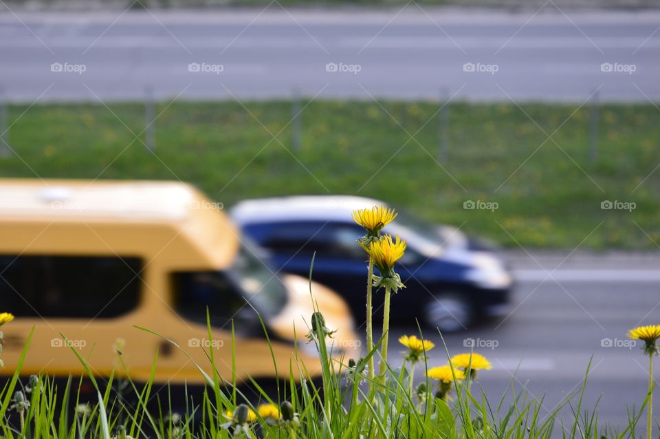 dandelions and highway