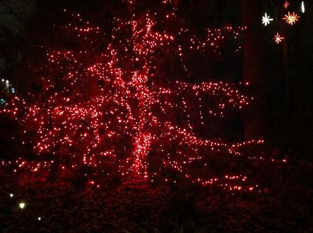 Lighted Red Tree