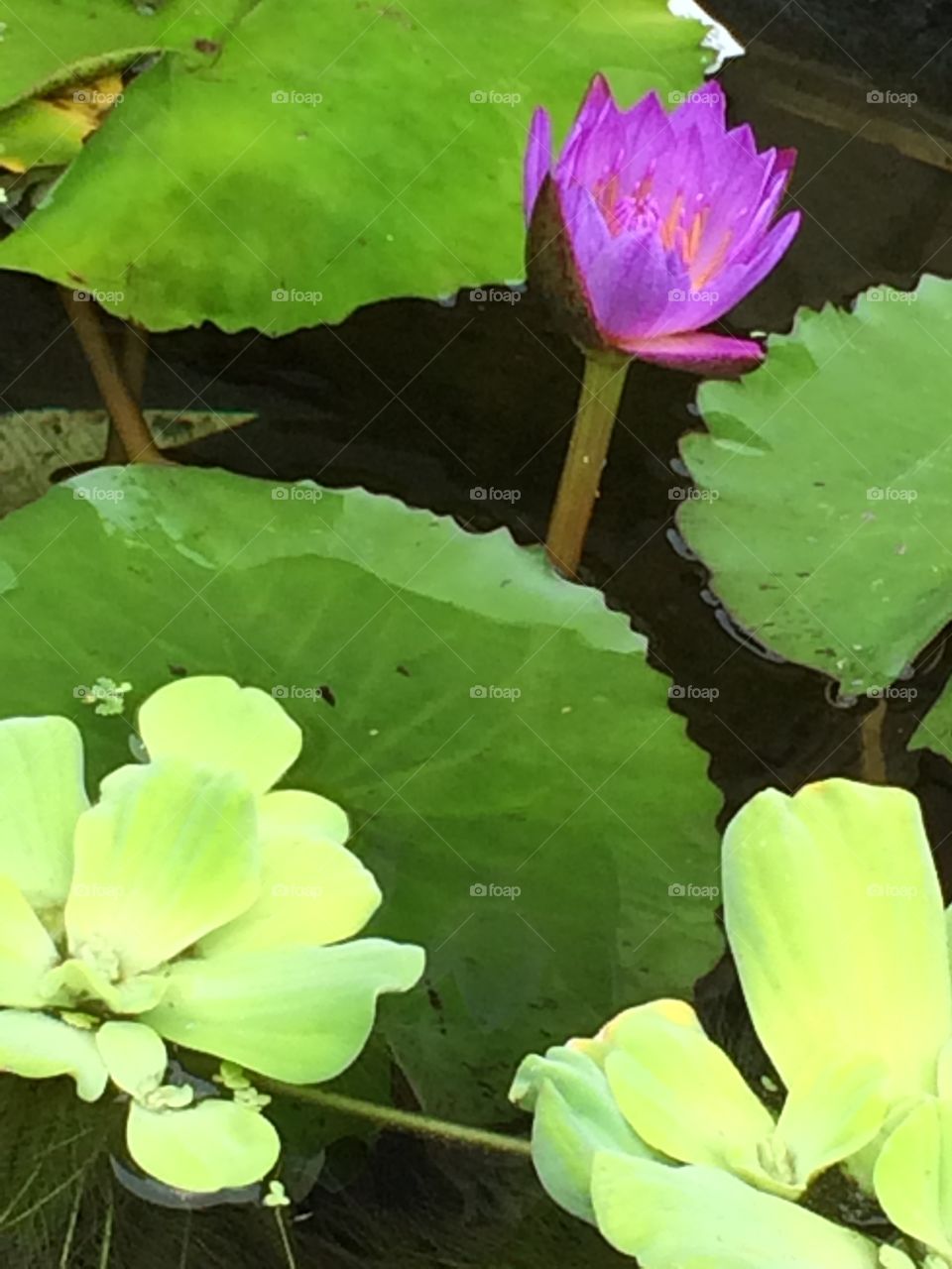 Lotus, Pool, Lily, Aquatic, Leaf