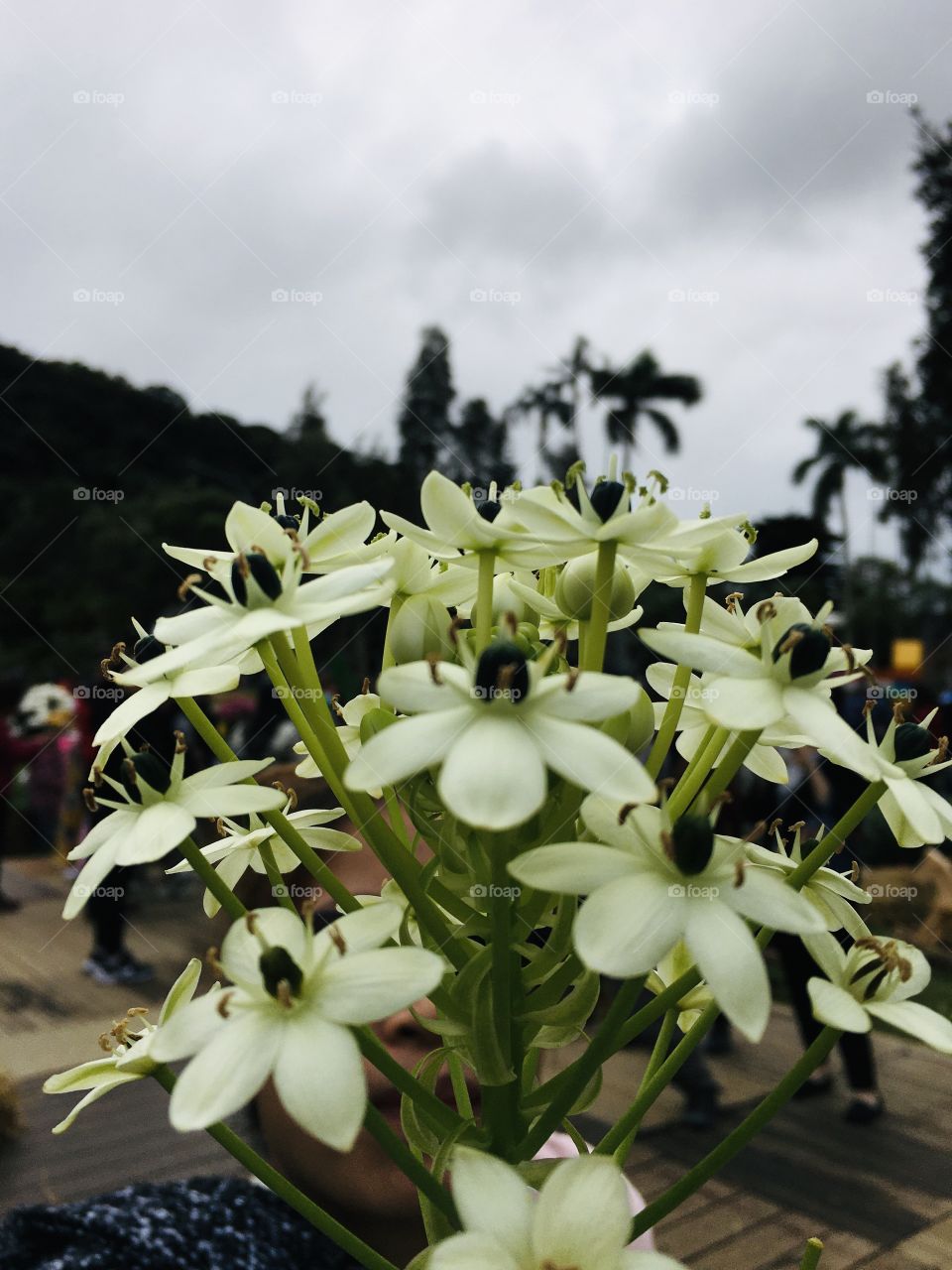 This photo was taken during the display of flower species located in Shilin District, Taiwan 