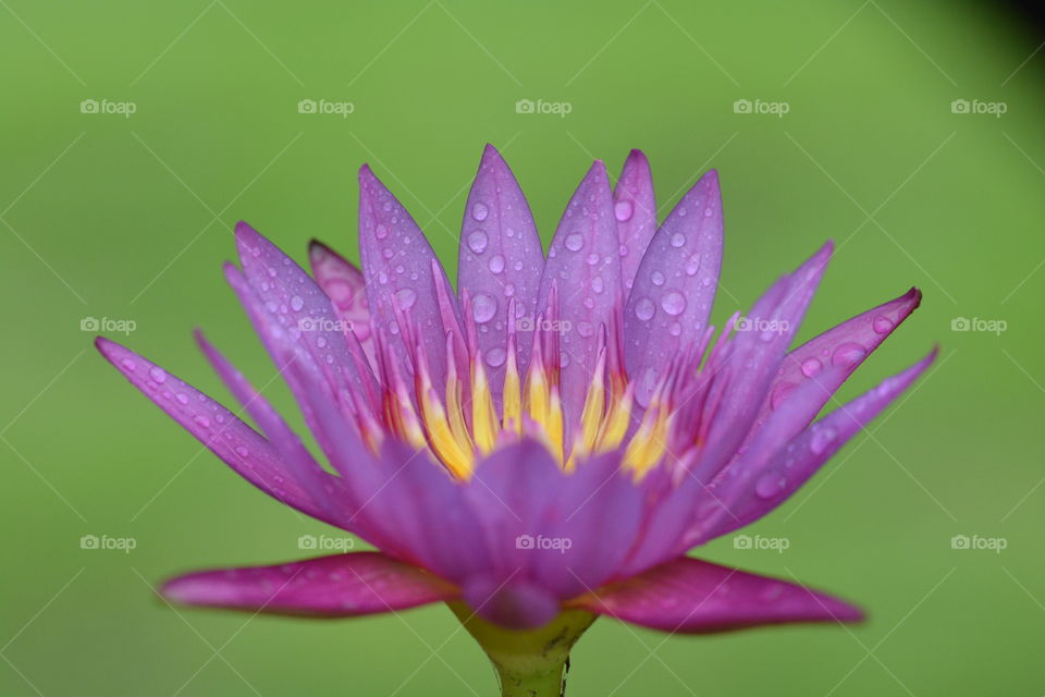 Close up photography of a lotus flower 