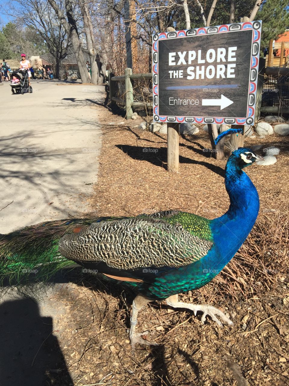 I love how zoos let the peacocks roam free ❤️
