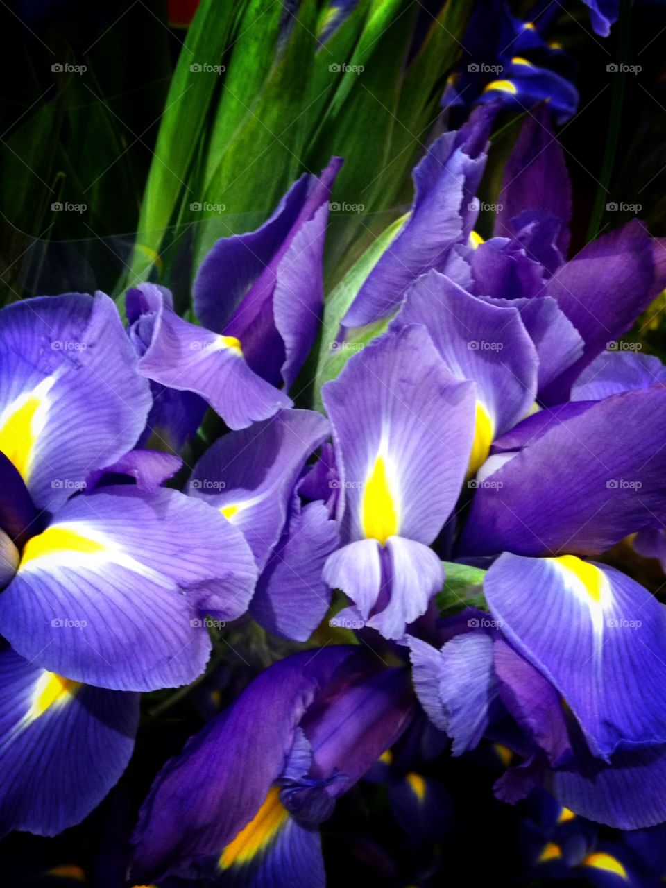 Purple Iris. Flowers