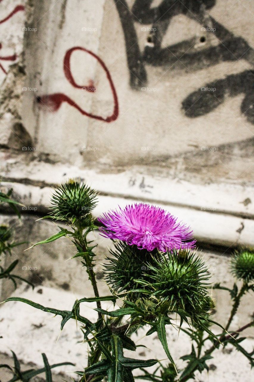 thistle urban