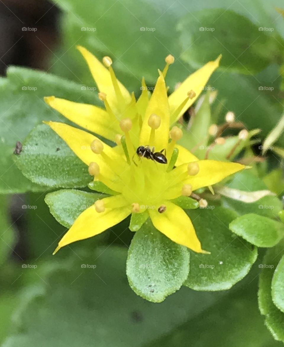 Ant in flower. 