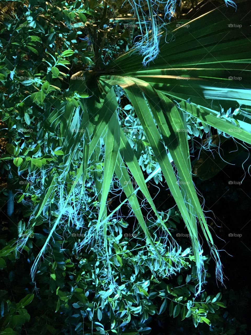 Colored light on exotic plants 
