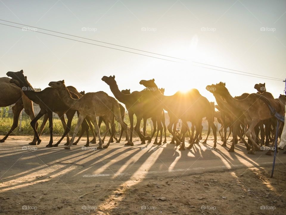 Camels ride at roads with reflections