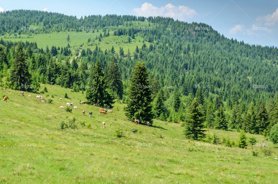 Landscape view and cows grazing