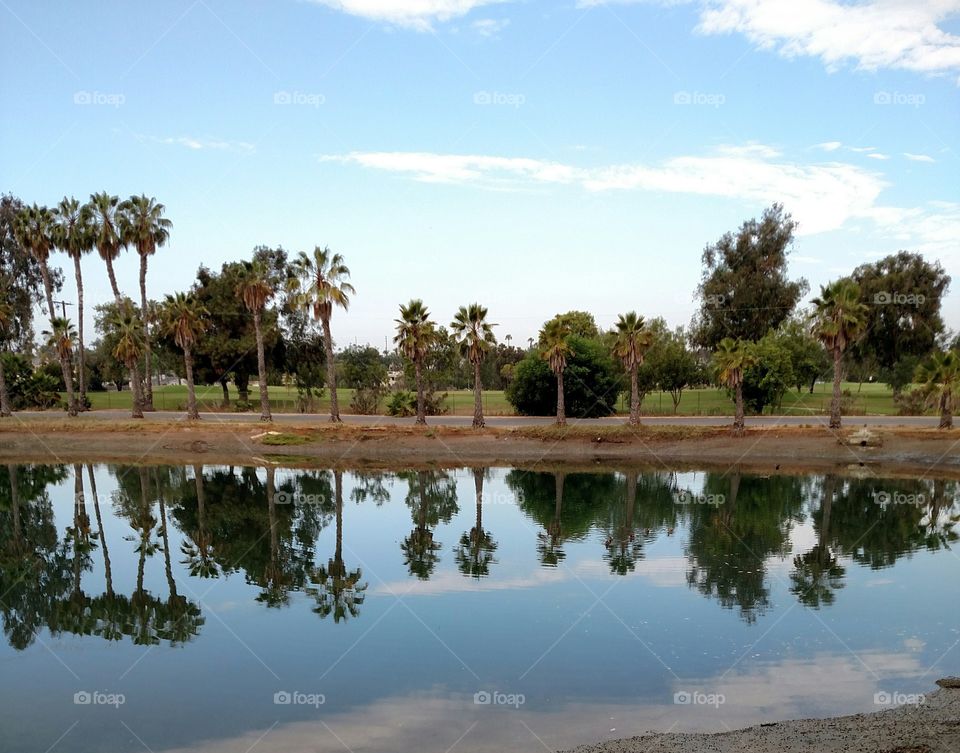 Palm Tree Reflections