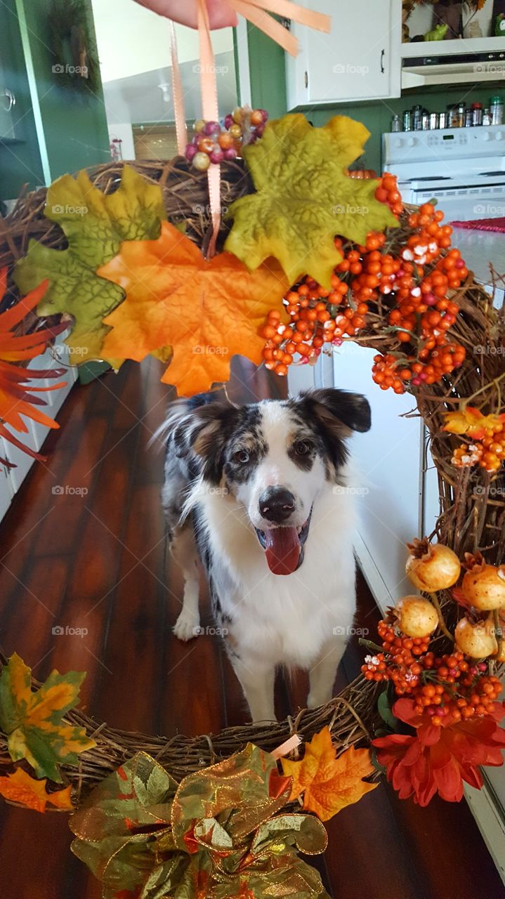 mcgee peeking through fall wreath