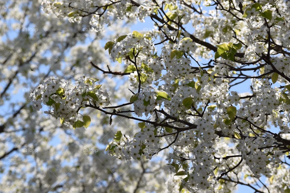 Low angle view of flowers on tree