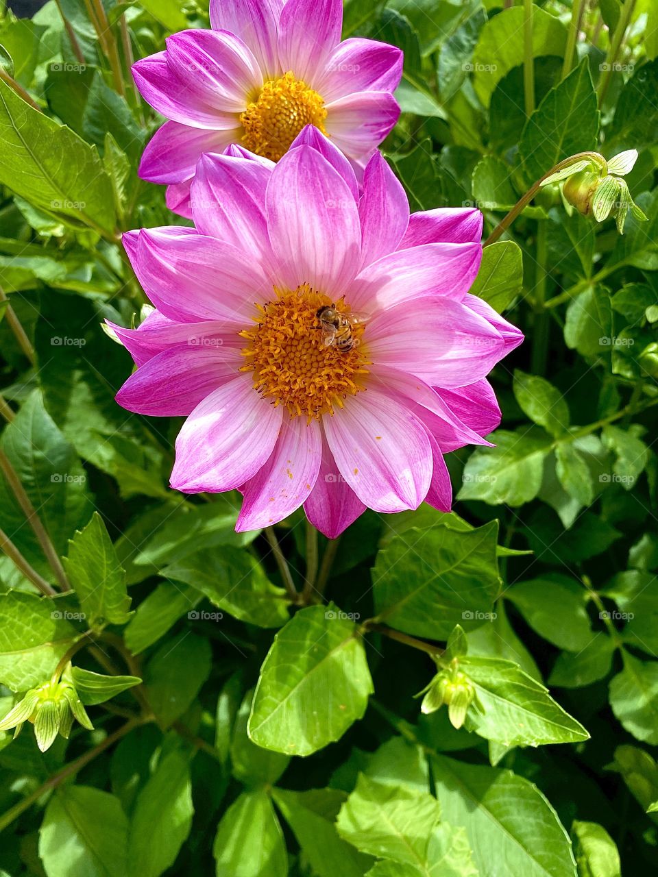 Bee on a pink flower