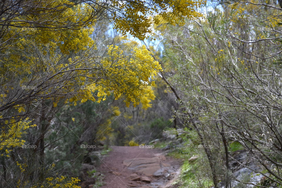 Trail through the Australian outback at the Flinders Ranges of south Australia 
