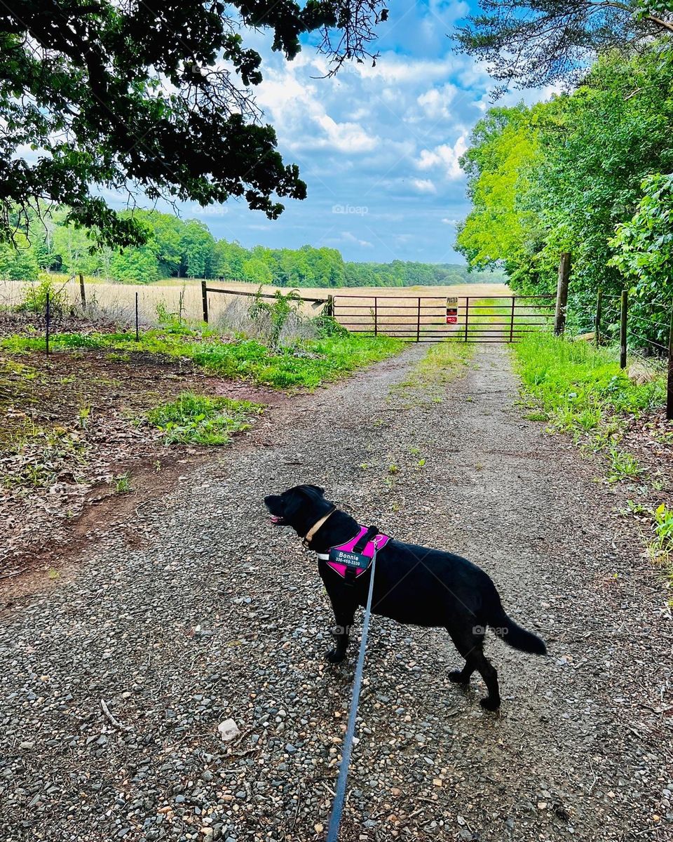 Bonnie On Her Walk 