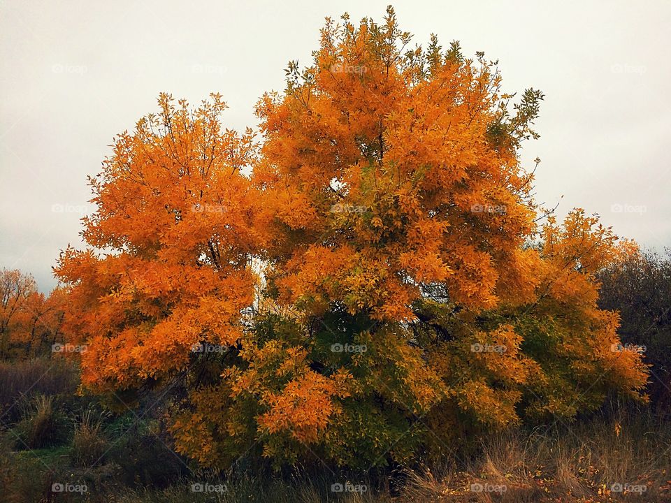 View of autumn tree