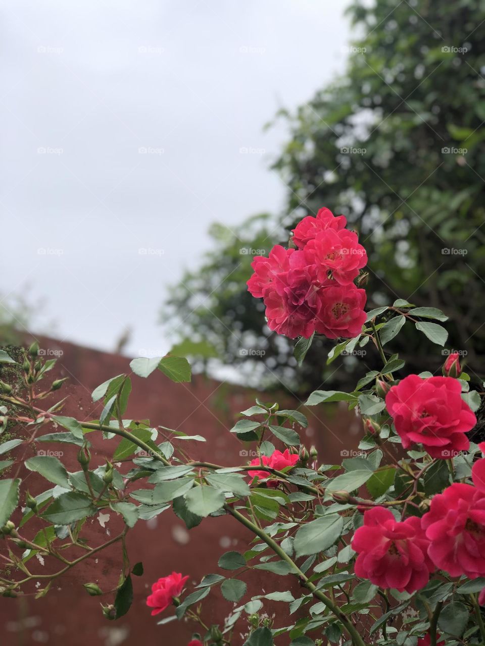 Flores Rosas Jardín Belleza Verde