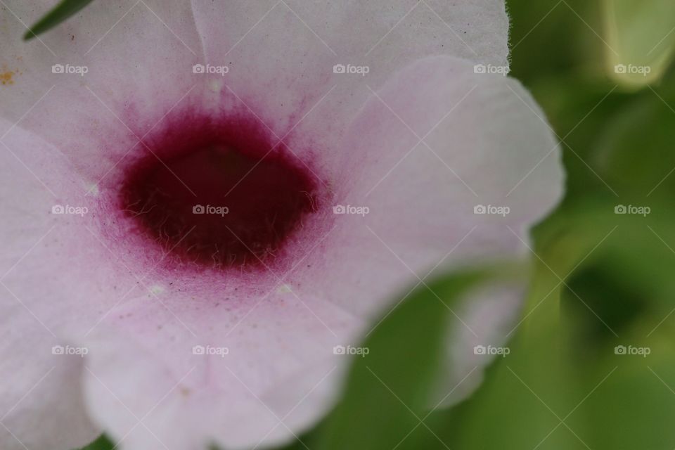 Bower Vine flower in macro