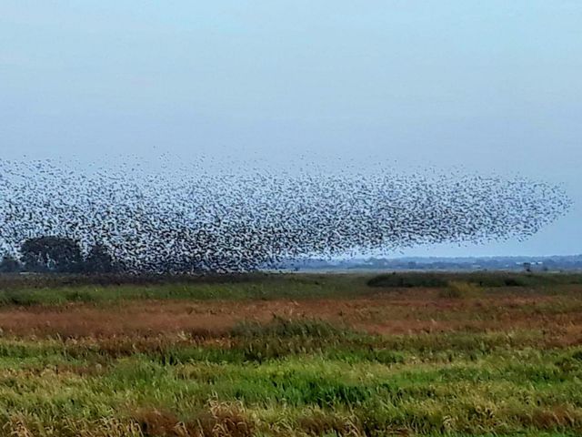 birds