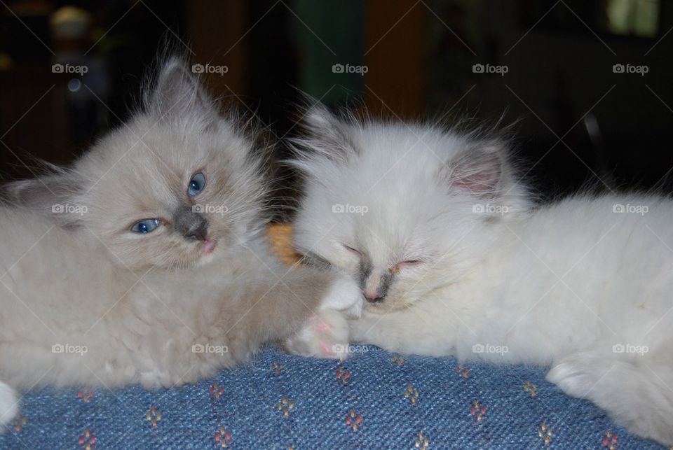 Ragdoll kittens litter mates