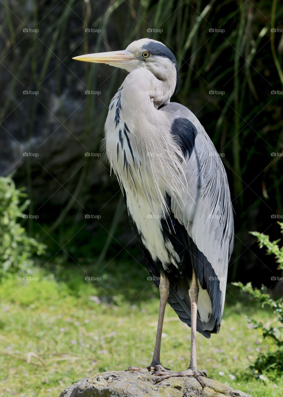 Gray heron