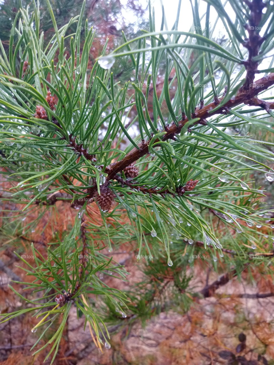 Pine needle closeup with baby pine cones on branch in fall morning dew