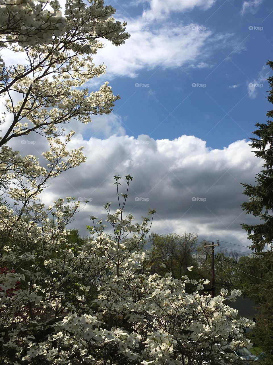 Spring sky with dogwood