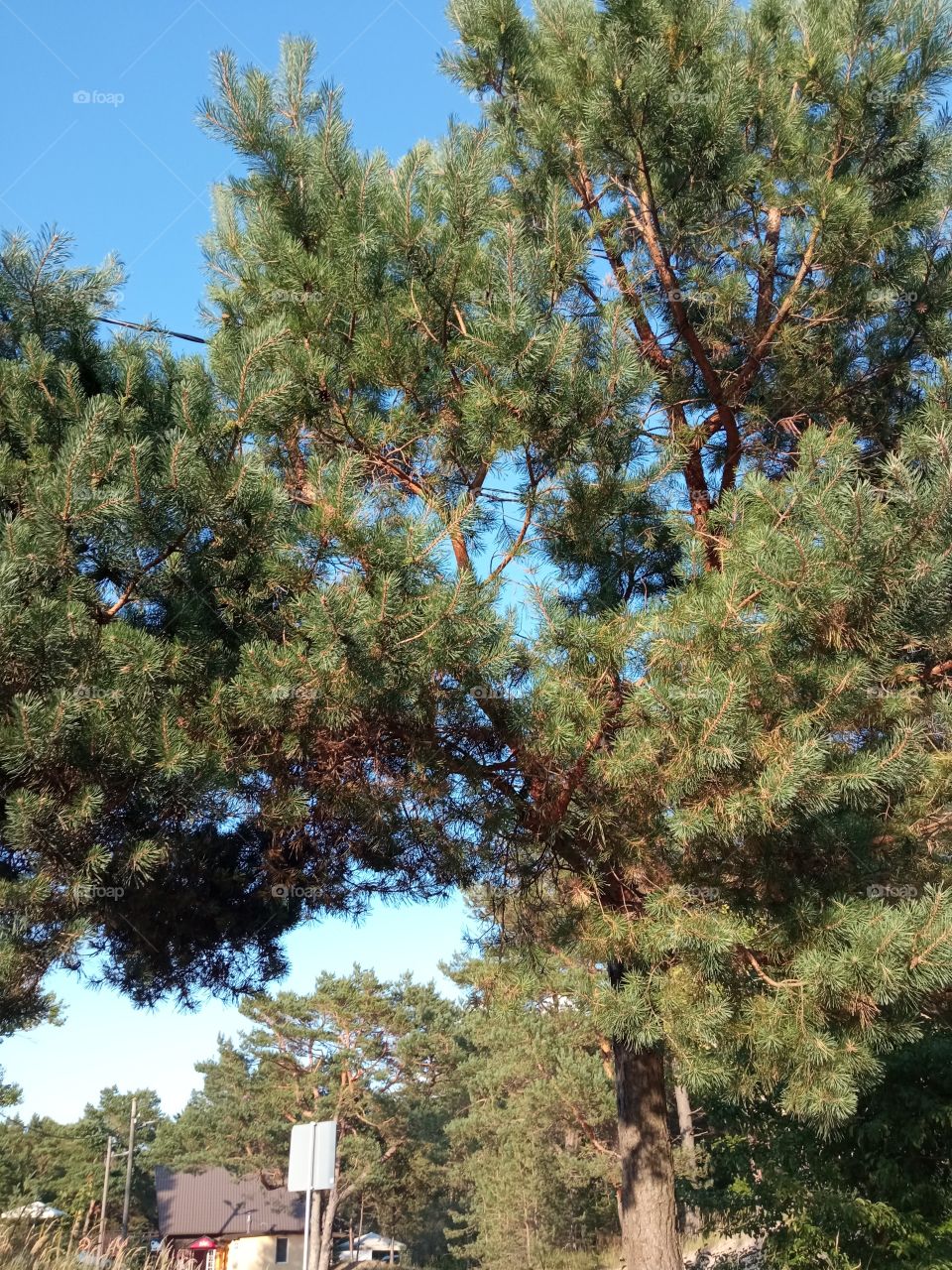 pine tree