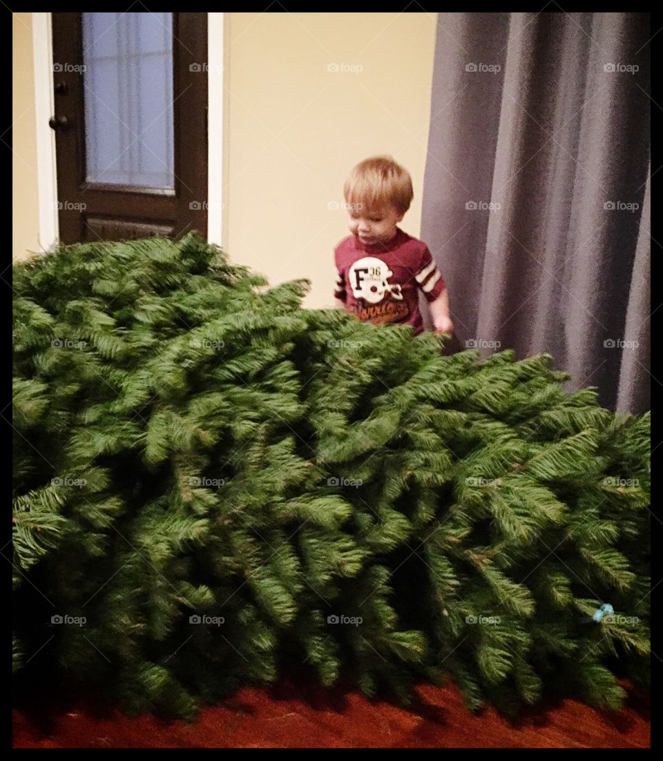 Christmas, Tree, Winter, Evergreen, Decoration