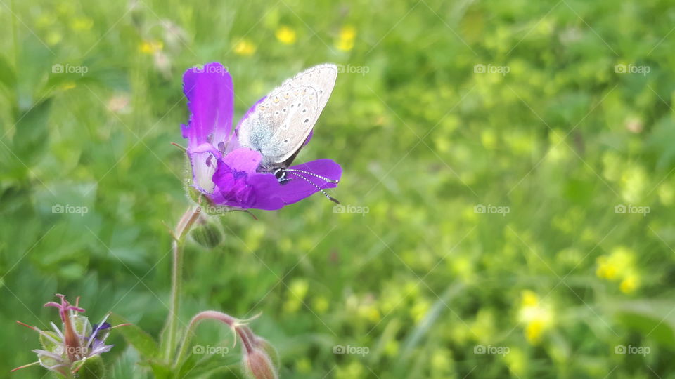 butterfly o alpine flower