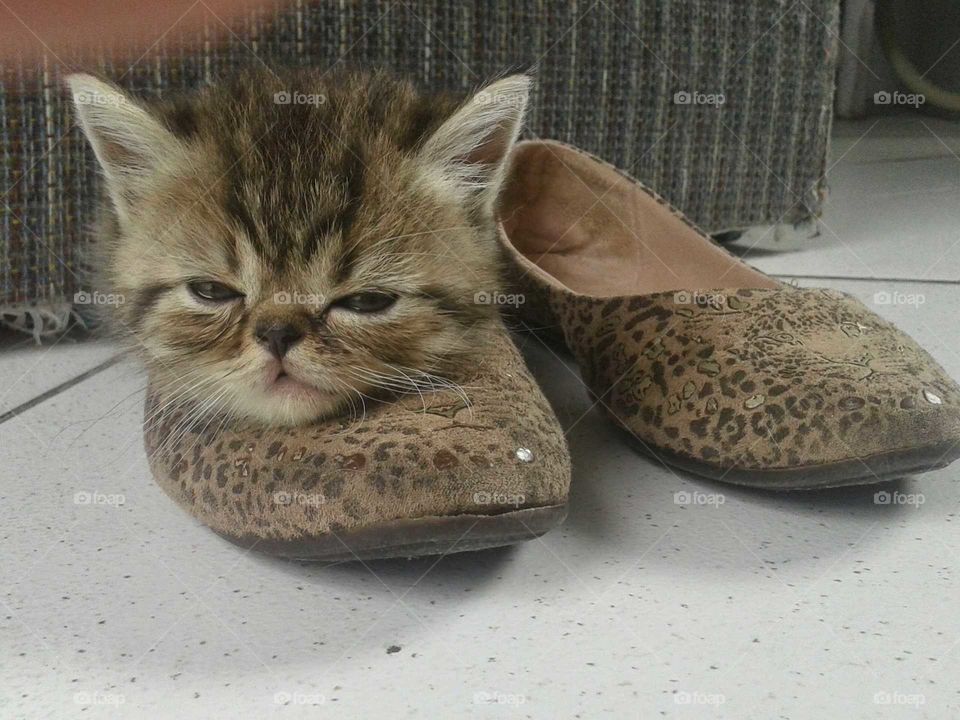 Little kitten on footwear